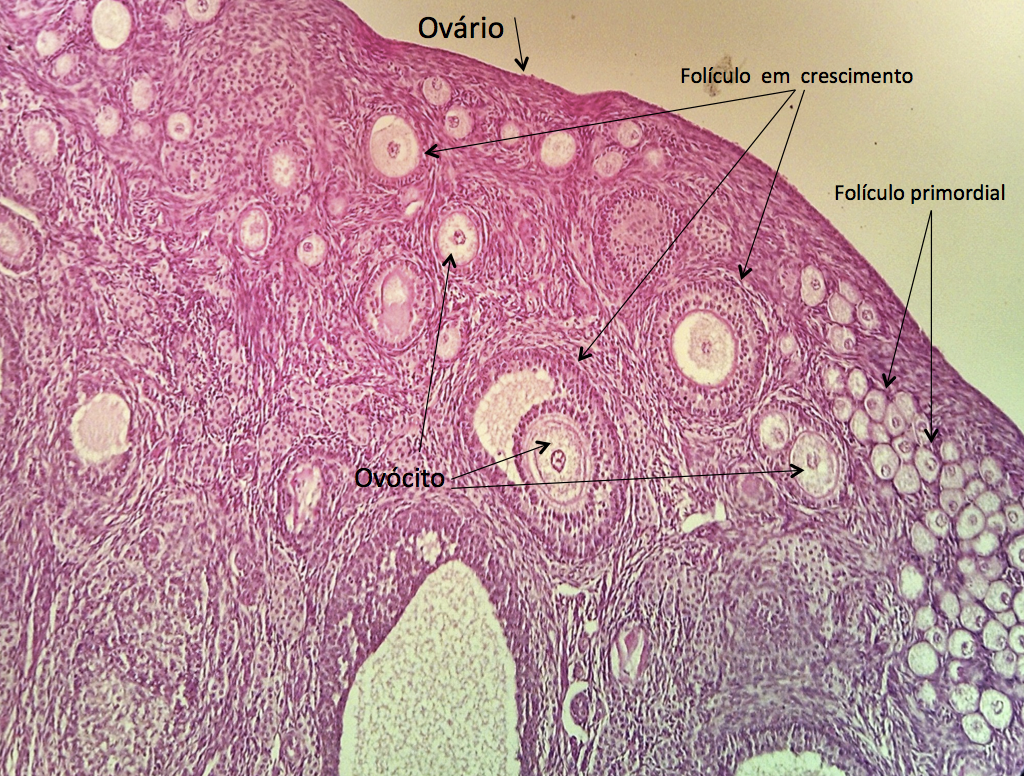 folículo primordial