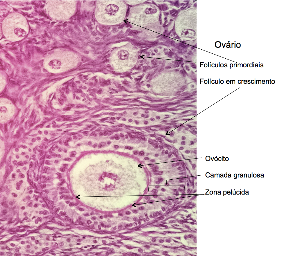 folículo primordial