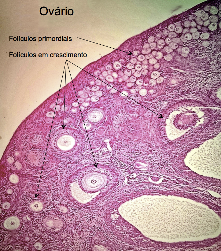 folículo primordial