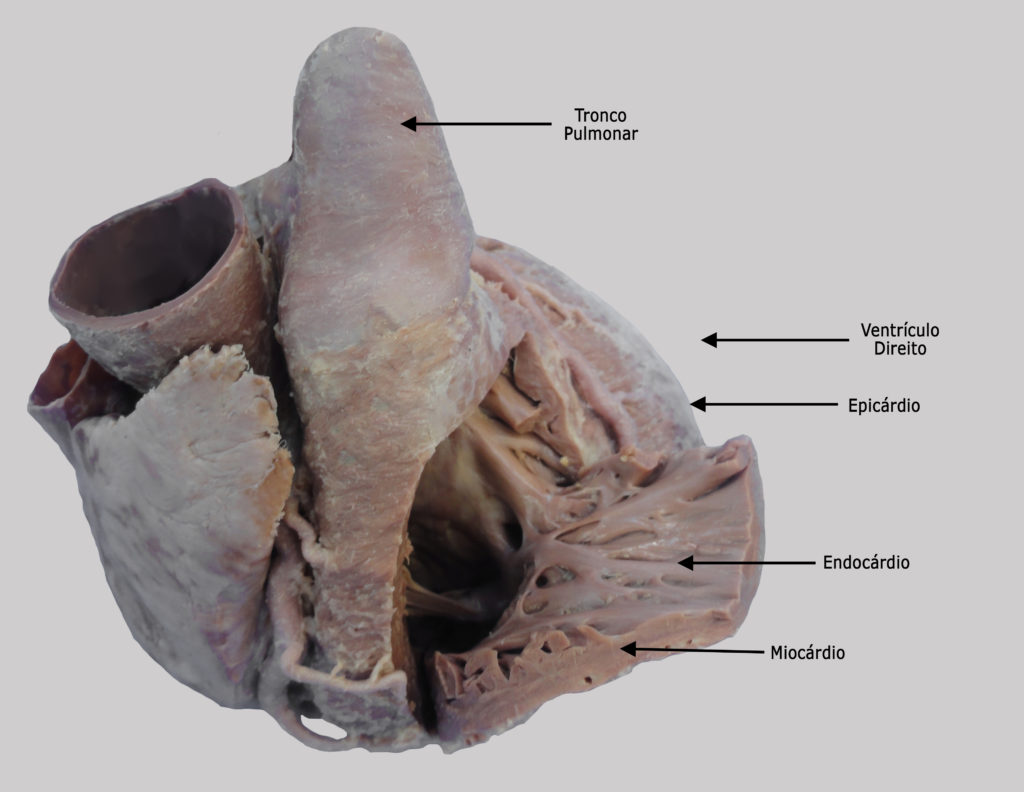 Estrutura da Parede do Coração