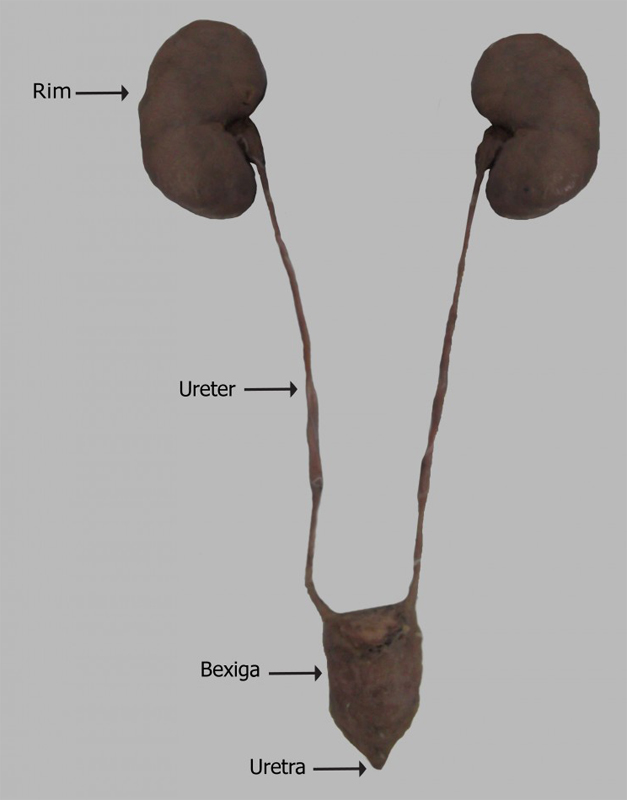 Sistema Urinário: Rins, Ureteres, Bexiga e Uretra