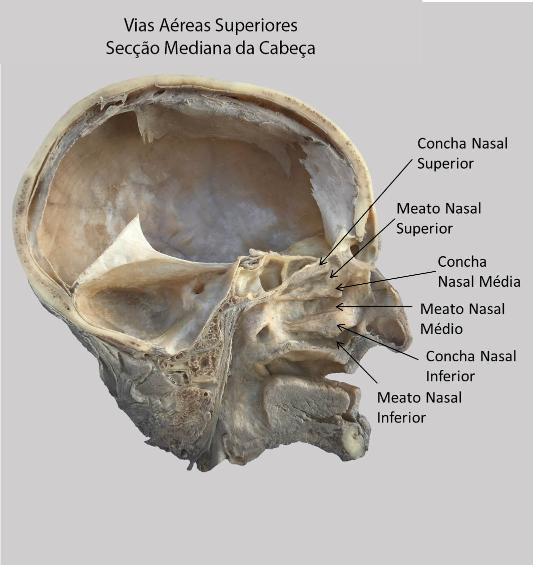 anatomia das conchas nasais